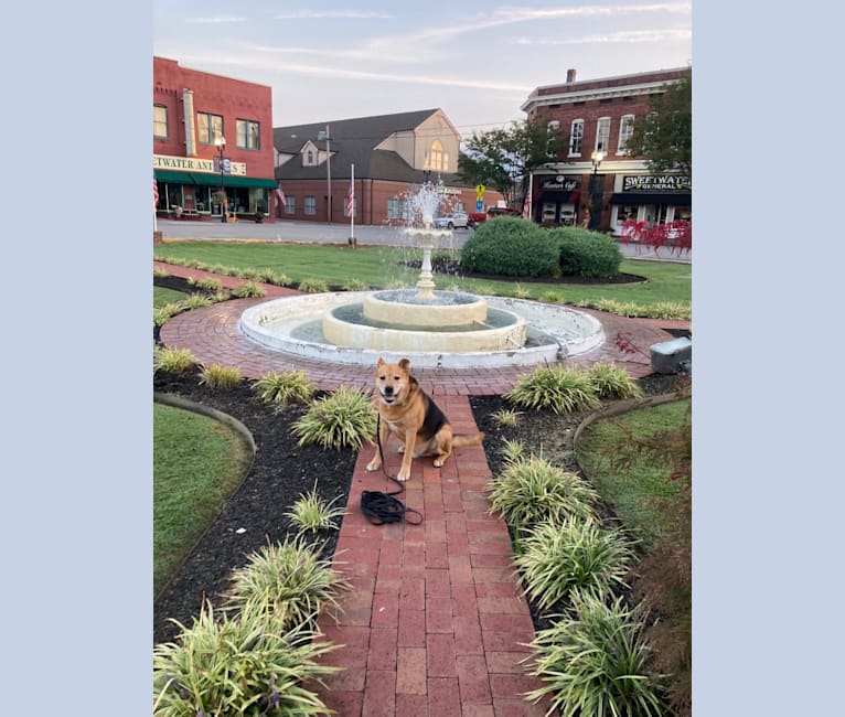 Photo of Franklin, a Rottweiler, American Pit Bull Terrier, and Chow Chow mix in Knoxville, Tennessee, USA