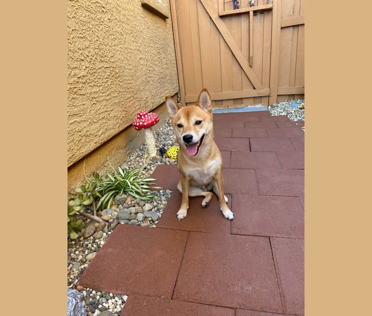 Kyoto, a Shiba Inu tested with EmbarkVet.com