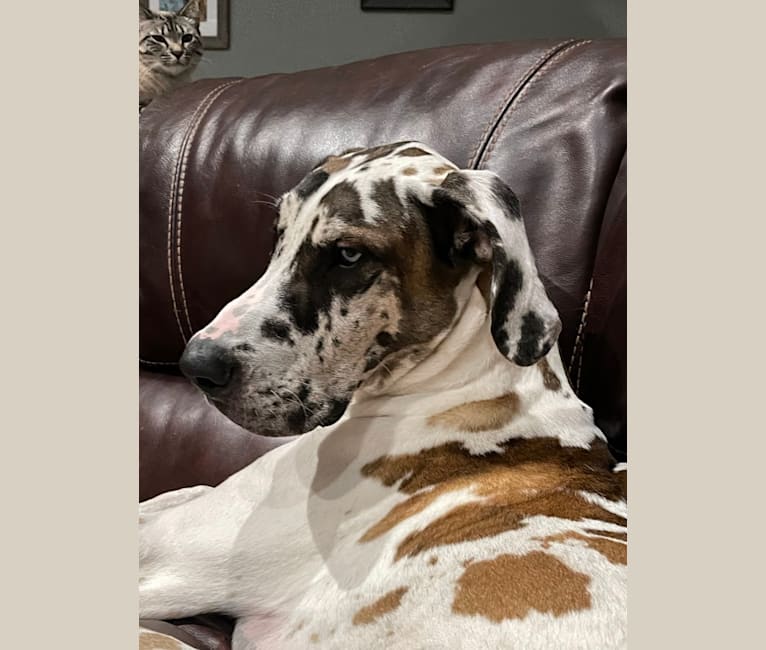 Photo of Cooper, a Great Dane  in Houston, Texas, USA