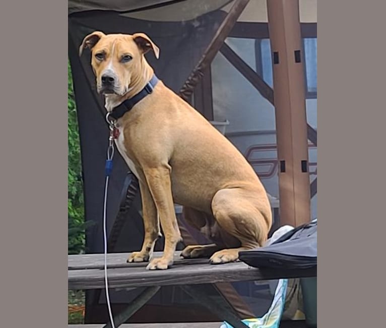 Nico, an American Pit Bull Terrier and Catahoula Leopard Dog mix tested with EmbarkVet.com