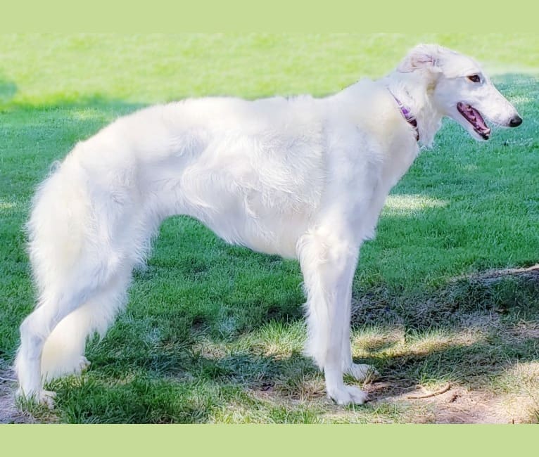 Iskra, a Borzoi tested with EmbarkVet.com