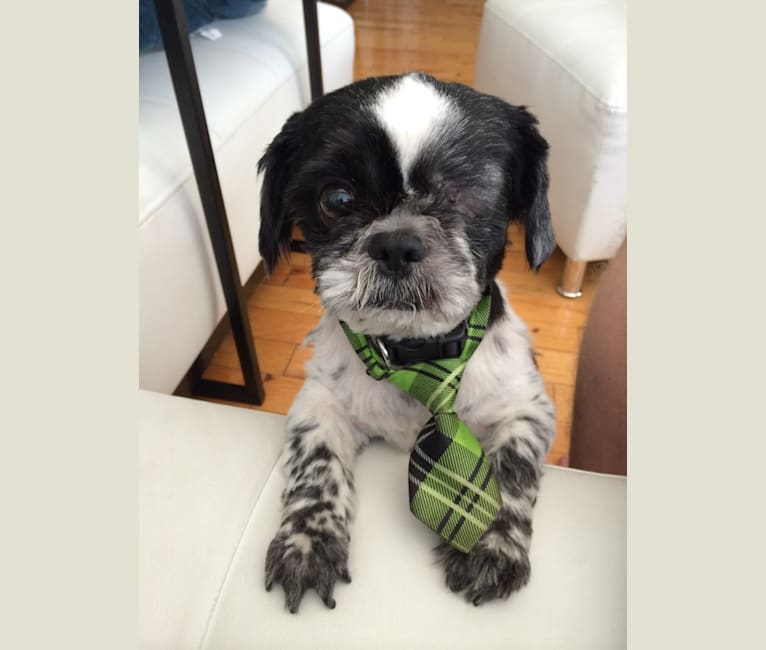 Merf Dinosaurpizza, a Shih Tzu tested with EmbarkVet.com