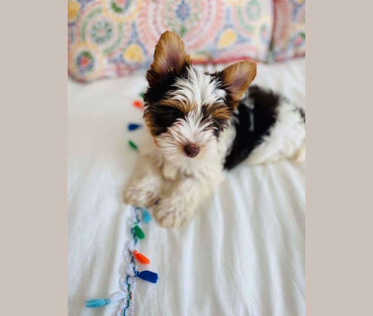Photo of Heidi, a Biewer Terrier  in Abbeville, SC, USA