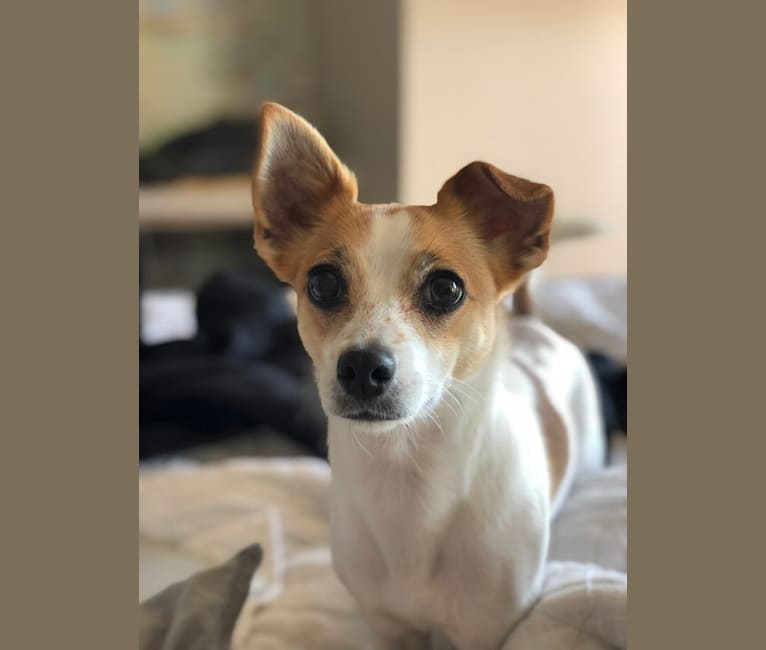 Photo of Max, a Russell-type Terrier, Chihuahua, and Mixed mix in Tucson, Arizona, USA