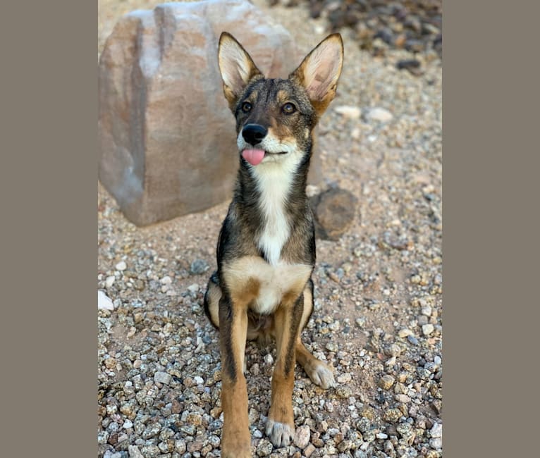 Cilantro, a Border Collie and Coyote mix tested with EmbarkVet.com