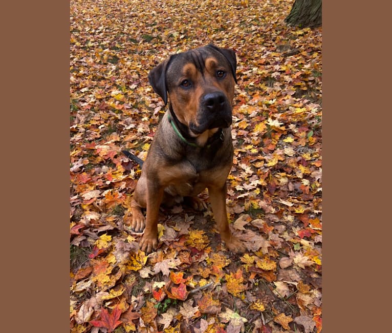Lenny, a Rottweiler and American Pit Bull Terrier mix tested with EmbarkVet.com