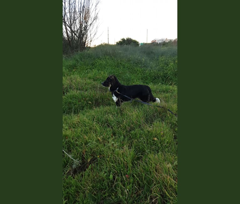 Baloo, an Arabian Village Dog tested with EmbarkVet.com