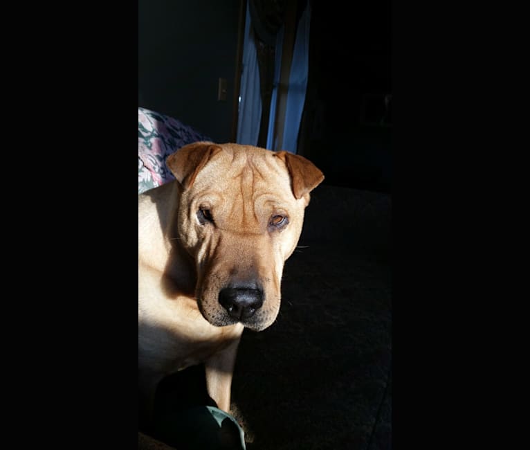 Photo of Jing, a Chinese Shar-Pei, Labrador Retriever, and Collie mix in Volant, Pennsylvania, USA