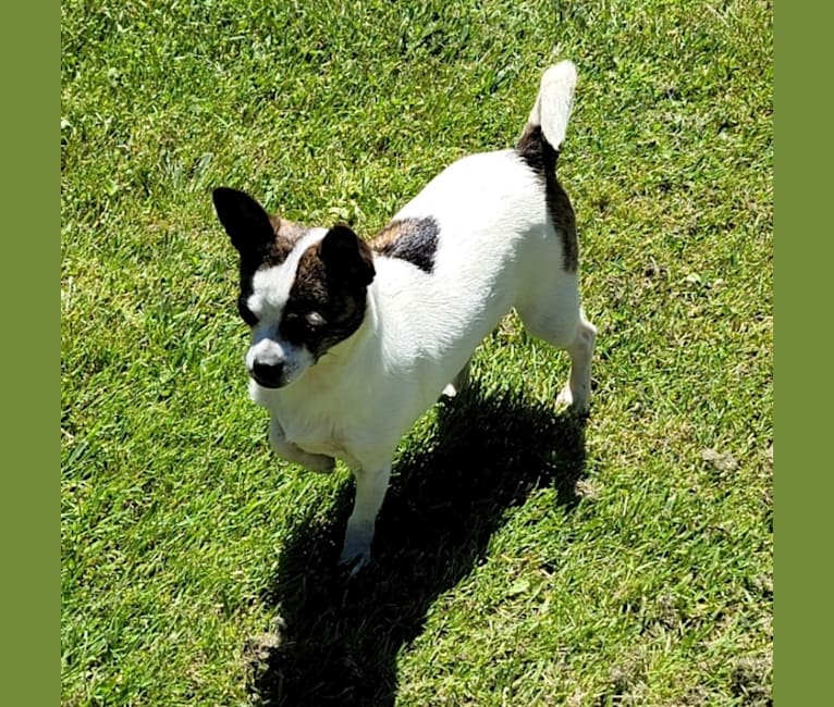 Oliviyana, a Chihuahua tested with EmbarkVet.com