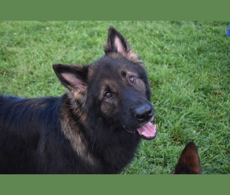 Natsu, a German Shepherd Dog tested with EmbarkVet.com