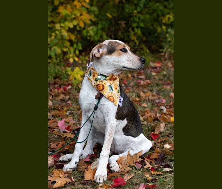 Charlie, a Mountain Cur and American English Coonhound mix tested with EmbarkVet.com