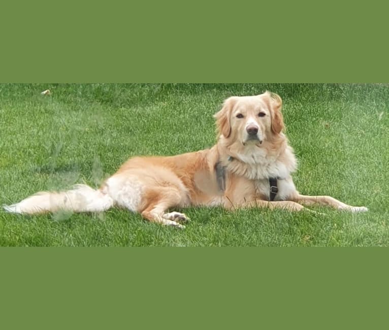 Olive, an Eastern European Village Dog tested with EmbarkVet.com