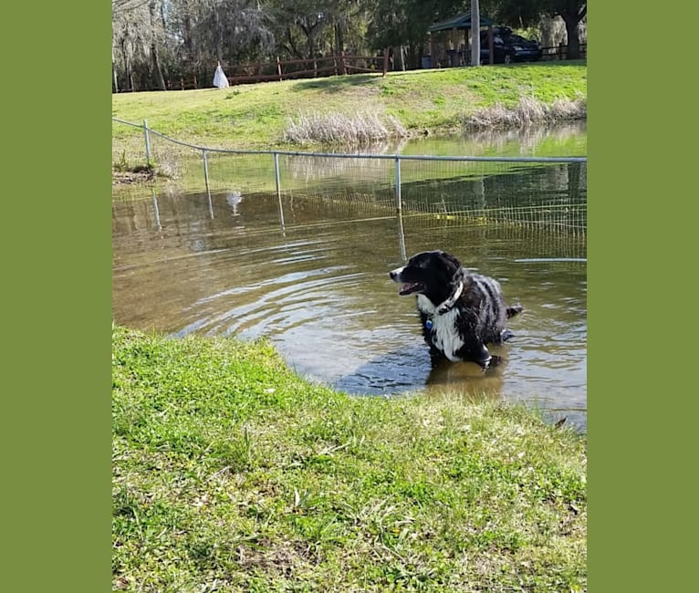 Photo of Lexi, an Australian Cattle Dog, Australian Shepherd, German Shepherd Dog, American Pit Bull Terrier, and Mixed mix in Mansfield, Texas, USA