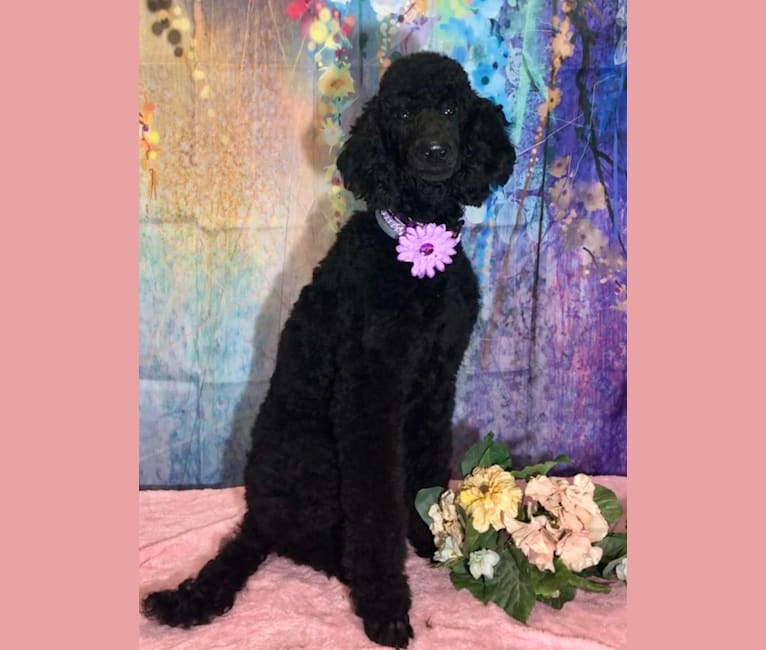 Photo of Paisley Chenille Hardinger, a Poodle (Standard)  in Ohio, USA