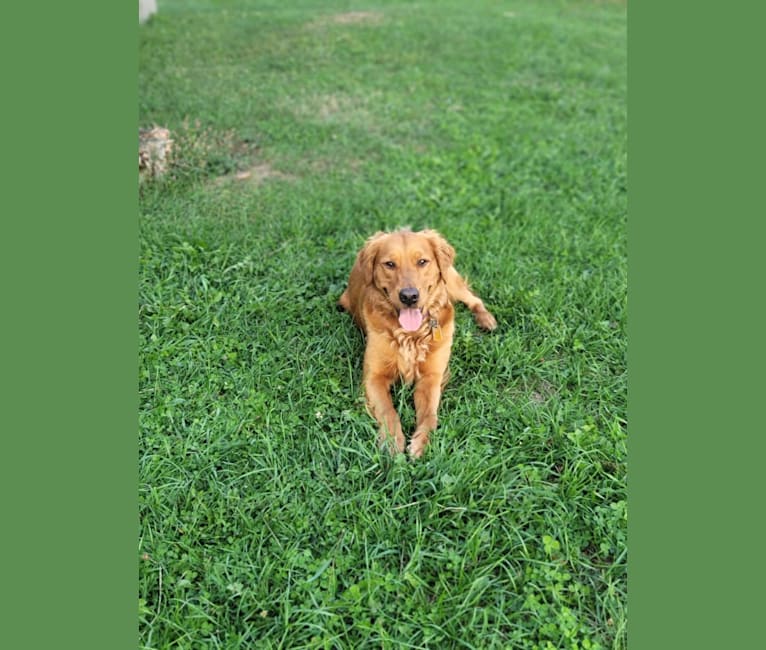 Photo of Ellie, a Golden Retriever  in Middleburg, Pennsylvania, USA