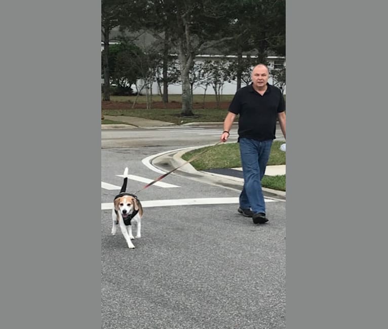 Watson, a Beagle and American Eskimo Dog mix tested with EmbarkVet.com