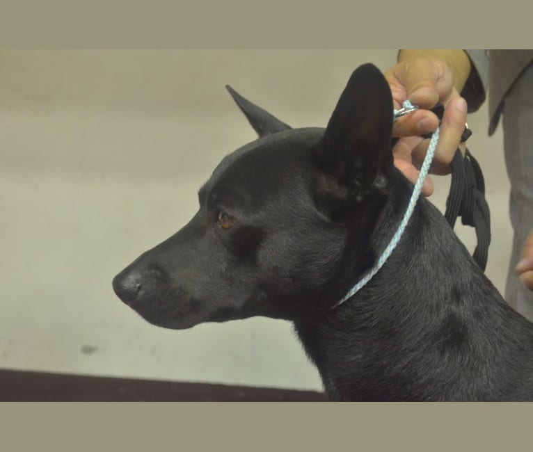 CBI202006, a Formosan Mountain Dog tested with EmbarkVet.com