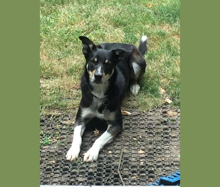Ollie, a Border Collie tested with EmbarkVet.com