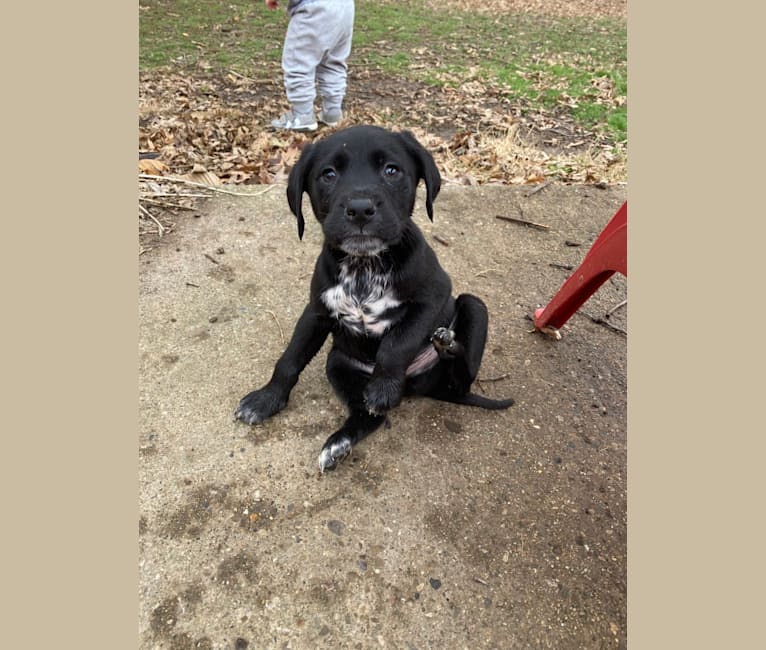 Embark Dog Dna Test Breed
