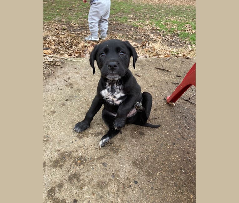 Luka, a Dalmatian and Golden Retriever mix tested with EmbarkVet.com