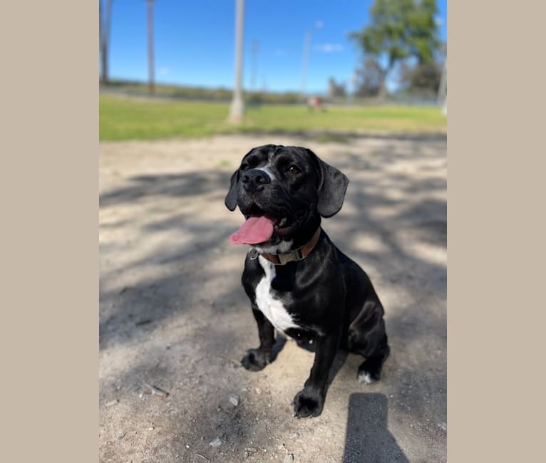 French bulldog outlet cocker spaniel mix