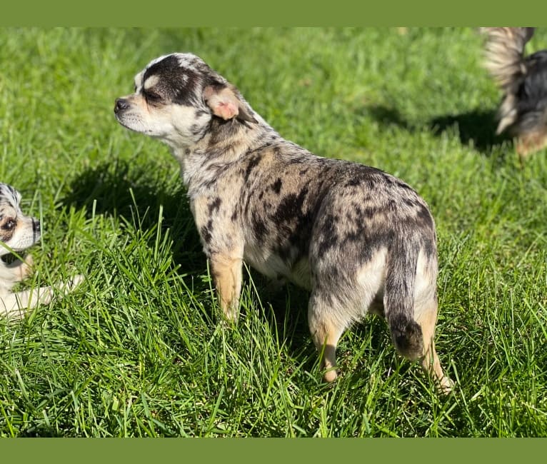 Frankie, a Chihuahua tested with EmbarkVet.com