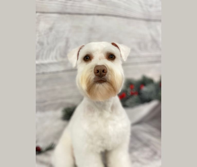 Watson, a Miniature Schnauzer tested with EmbarkVet.com