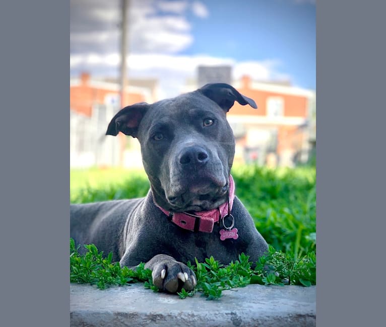 Photo of Storm, an American Pit Bull Terrier, American Staffordshire Terrier, and Cane Corso mix in Oil City, Pennsylvania, USA