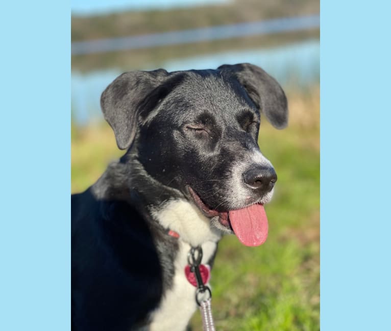 Rosie, a Labrador Retriever and Siberian Husky mix tested with EmbarkVet.com