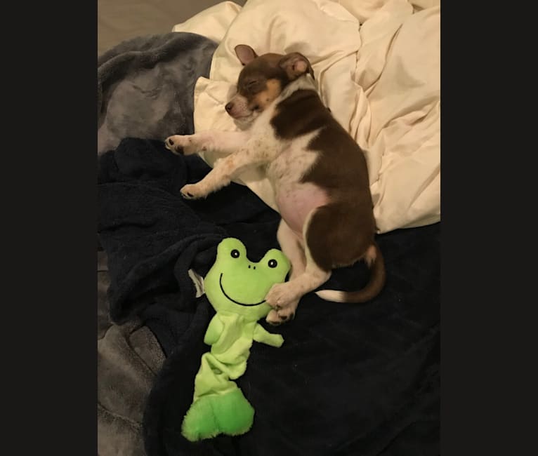 Nova, a Rat Terrier and German Shepherd Dog mix tested with EmbarkVet.com