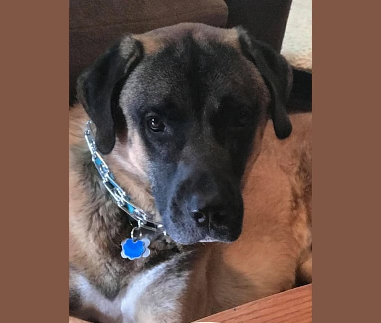 ROCCO, an Anatolian Shepherd Dog tested with EmbarkVet.com