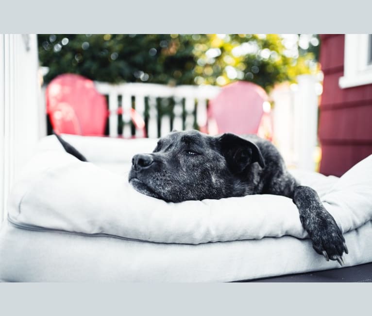 Benny, a Staffordshire Terrier and Labrador Retriever mix tested with EmbarkVet.com
