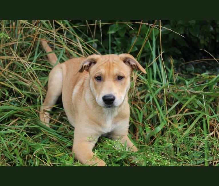 Fizz, a Carolina Dog tested with EmbarkVet.com