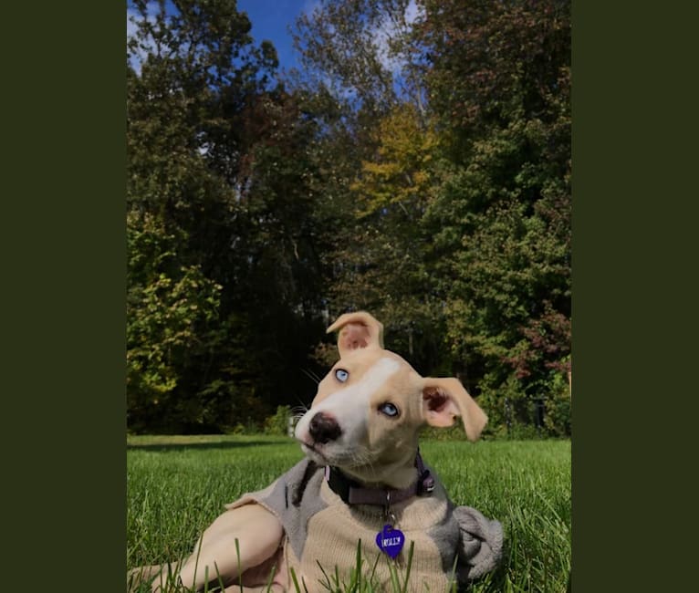 Molly Mae, an American Pit Bull Terrier and German Shepherd Dog mix tested with EmbarkVet.com