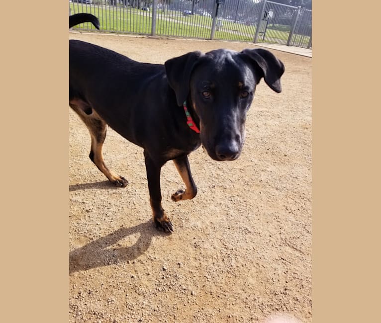 Embark Dog Dna Test Breed