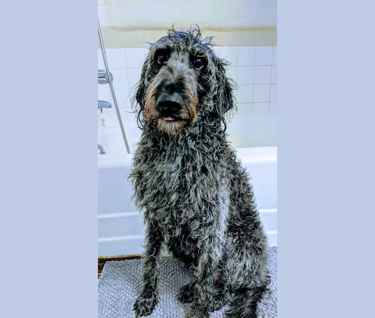 Max, a Labradoodle tested with EmbarkVet.com