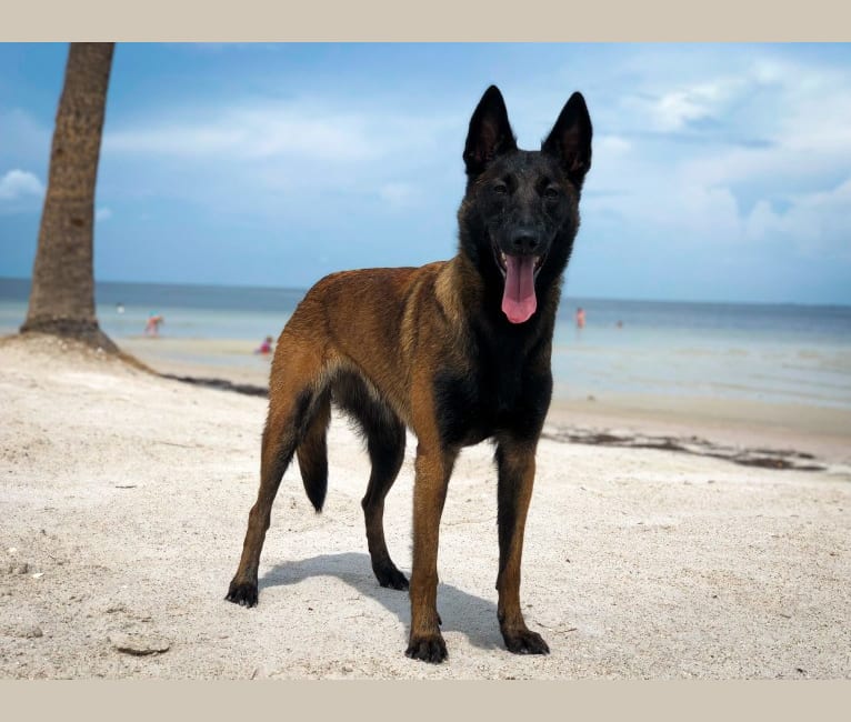 F'Caia Ot Vitosha, a Belgian Shepherd tested with EmbarkVet.com