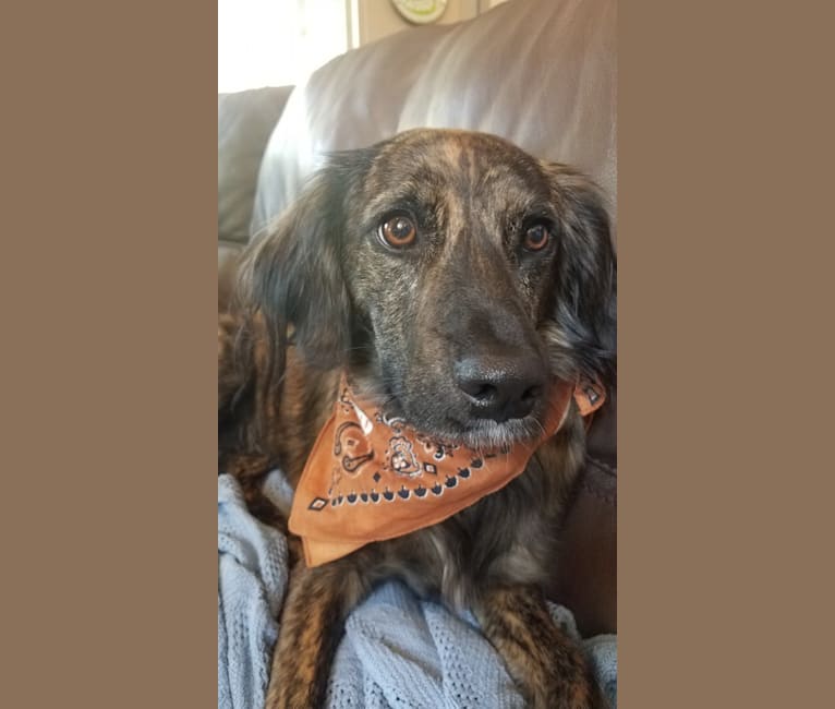 Izzy, a Miniature/MAS-type Australian Shepherd and Dachshund mix tested with EmbarkVet.com