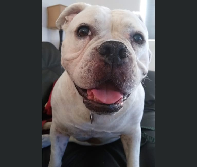 Shelbee, a Bulldog and American Pit Bull Terrier mix tested with EmbarkVet.com