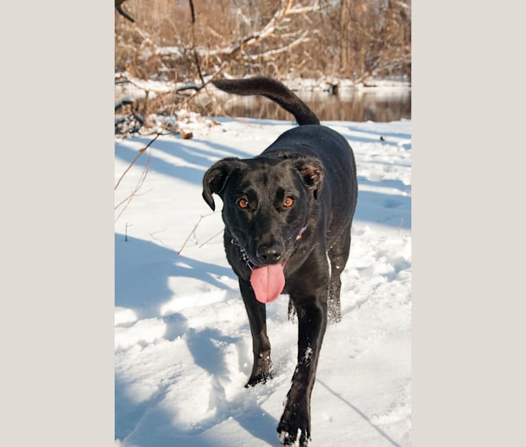 Madasyn, a Labrador Retriever and American Foxhound mix tested with EmbarkVet.com