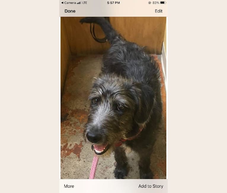 Maggie Mae, a Poodle (Standard) and Mountain Cur mix tested with EmbarkVet.com