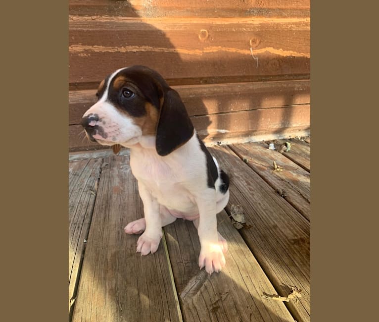 Luna, a Treeing Walker Coonhound tested with EmbarkVet.com