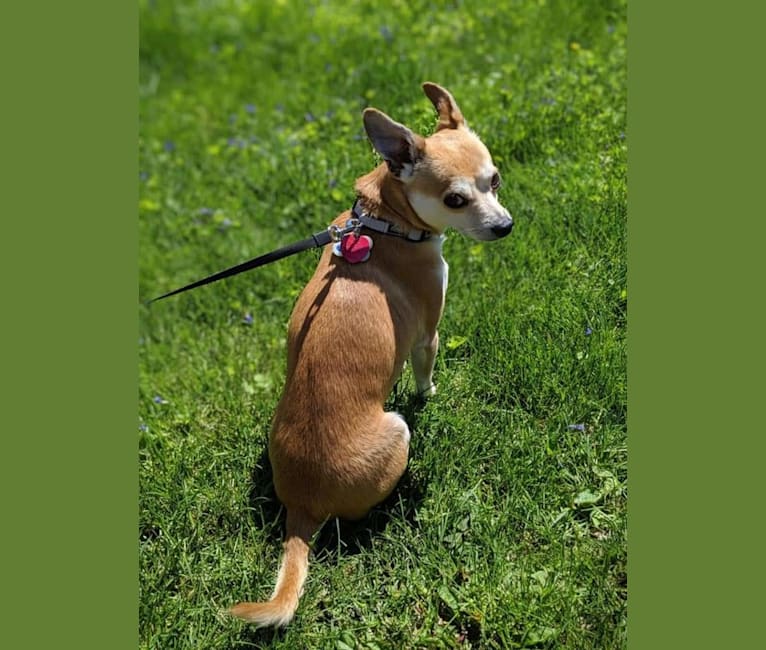 Wally, a Chihuahua and Pomeranian mix tested with EmbarkVet.com