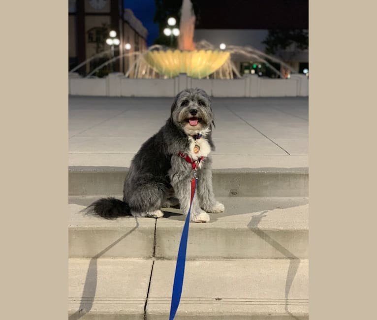 Photo of Wilt, a Poodle (Small), Schipperke, and Mixed mix in Monrovia, California, USA