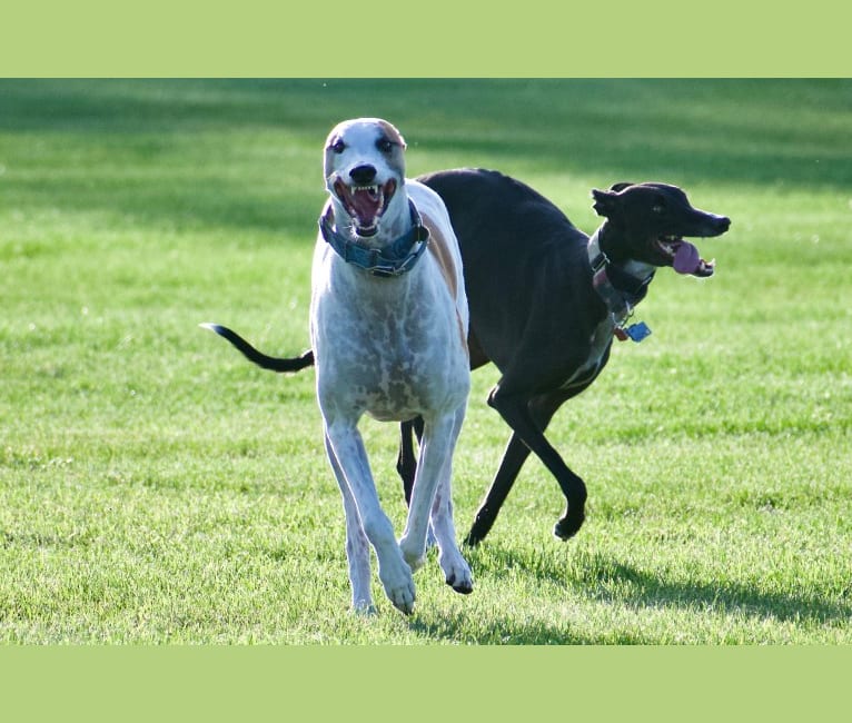 Nala, a Greyhound tested with EmbarkVet.com