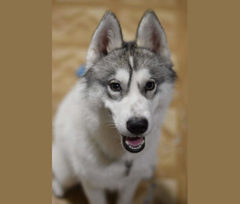 Zorro, a Siberian Husky tested with EmbarkVet.com