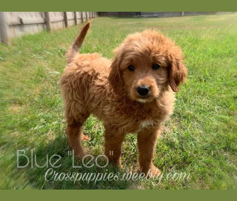 Photo of Blue Collar, a Goldendoodle  in Idaho Falls, ID, USA