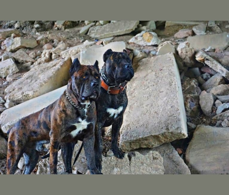Embark Dog Dna Test Breed