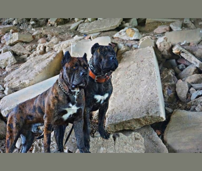 Thoryn, an American Bulldog and Cane Corso mix tested with EmbarkVet.com