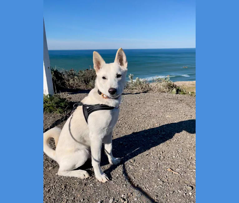 Zeke, a Japanese or Korean Village Dog tested with EmbarkVet.com